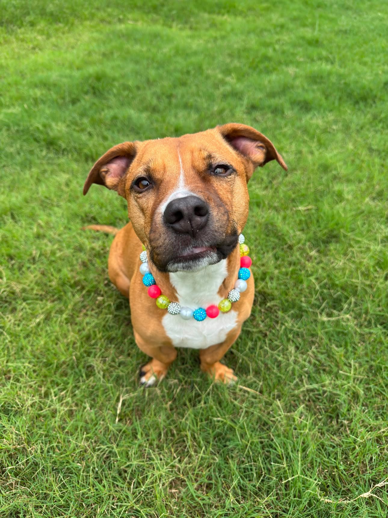 PEARL POP BEADED COLLAR