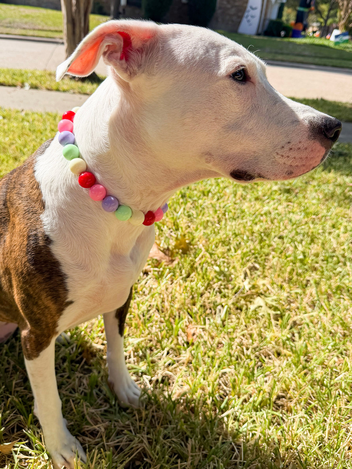 SPRINKLE CONFETTI BEADED COLLAR