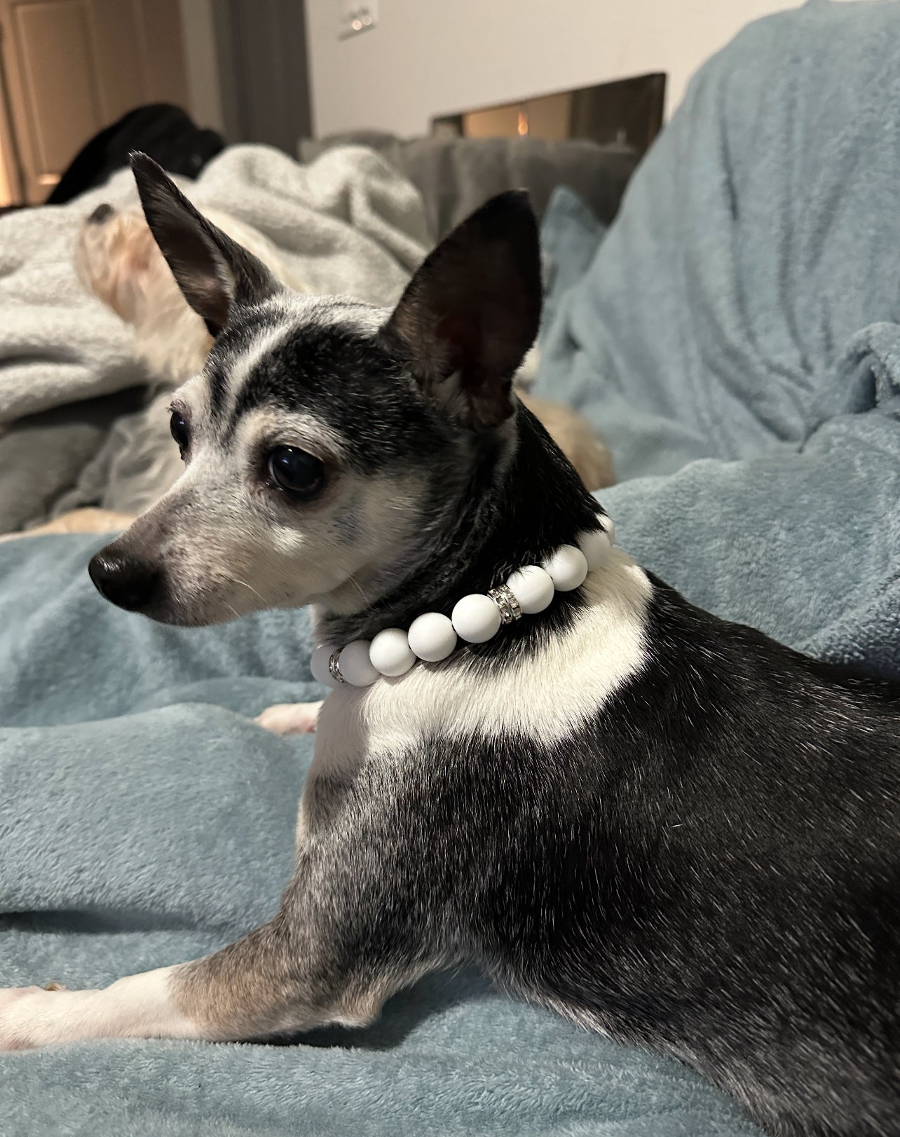 Chihuahua dog wearing White beaded dog collar with rhinestone accents. 