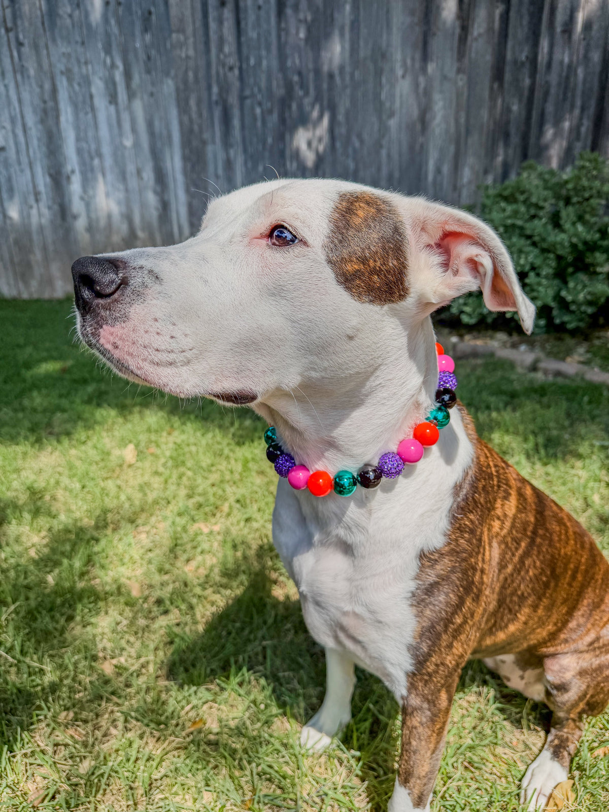 COVEN CONFETTI BEADED COLLAR