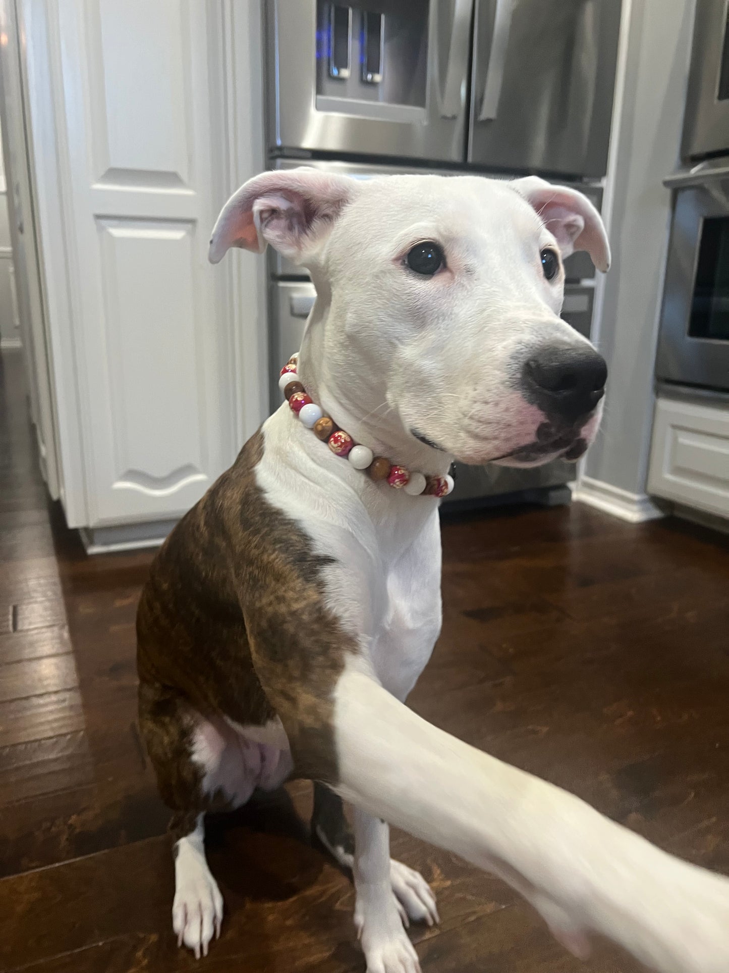 Brindle pitbull dog wearing White wood and gingerbread man red beaded dog collar 