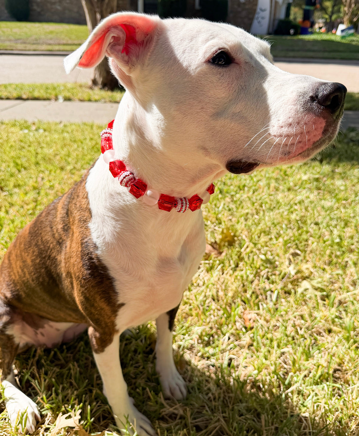 PEPPERMINT COUTURE BEADED COLLAR