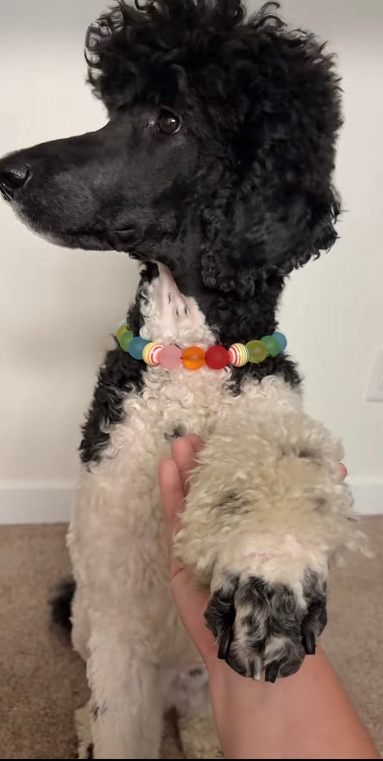 RAINBOW MIRAGE BEADED COLLAR