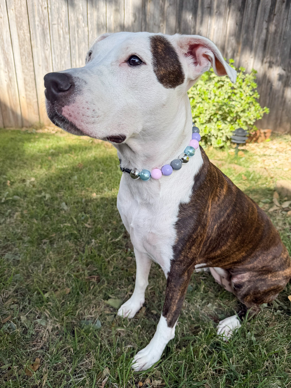PITBULL - HOUSE HIPPO BEADED COLLAR