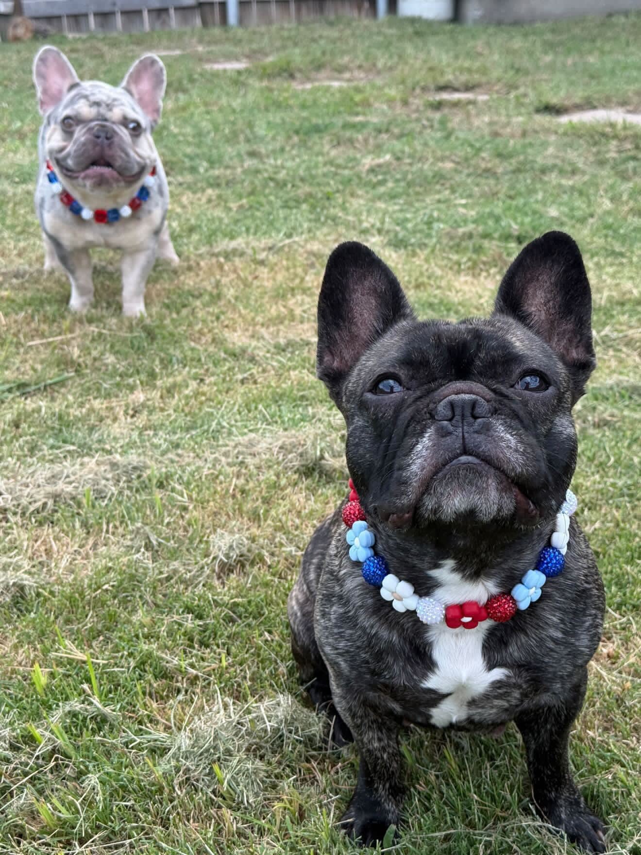 DAISY AMERICANA BEADED COLLAR