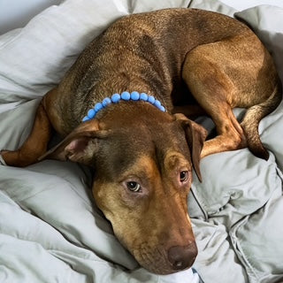 Pit-bull mix dog wearing Bright blue beaded dog collar laying on a bed. 